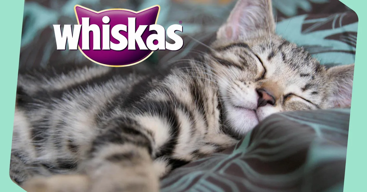 Whiskas shop -Whiskas shop 211