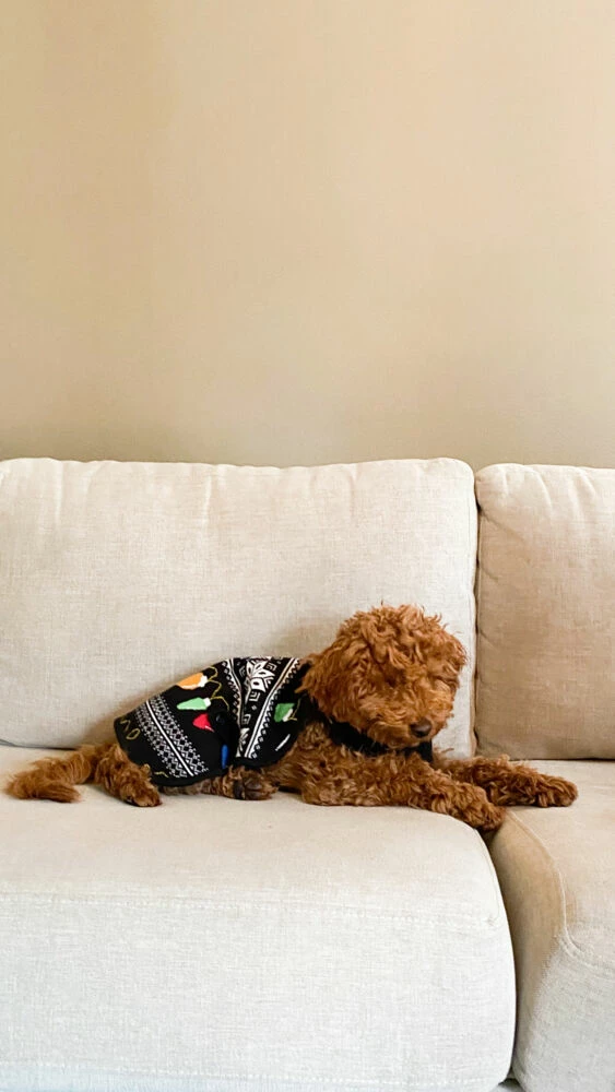 Hudson Hundegenser Med Julemotiv 5 Hudson Hundegenser Med Julemotiv - Bilde 3