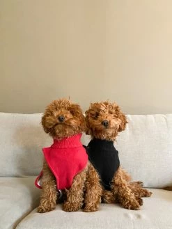 Hudson Hundegenser Med Nissemotiv -Whiskas shop 685269 7322414813889 3