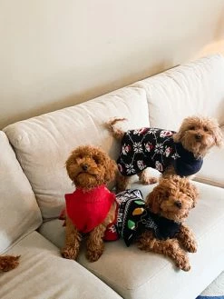 Hudson Hundegenser Med Julemotiv -Whiskas shop 685328 51338 3